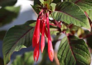 Fuchsia about to bloom