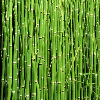 Horsetail plant stems used for fermented tea.