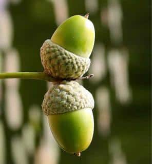 Two acorns growing on an oak.