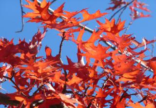 Fire red leaves of an oak tree in autumn.