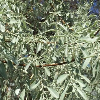 Russian olive tree growing dense and opaque