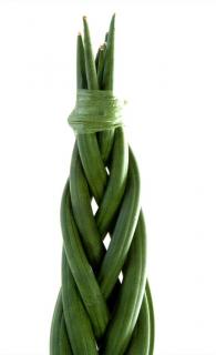 Multiple stems of a sansevieria cylindrica are braided together.