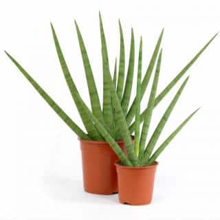 Two sansevieria cylindrica in simple plastic pots.