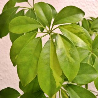 Schefflera is a houseplant that requires regular but moderate watering.