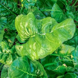 This spinach variety grows large leaves, whereas smaller-leaved varieties also exist.
