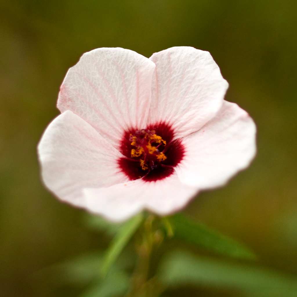 A white and light pink anisodontea bloom.
