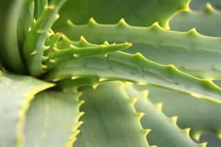 Aloe vera leaves spiraling out from the center.