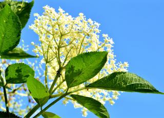 A white flower umbel of the American black elder against a blue sky.