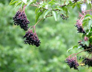 Black fruits dangle down from American black elder branches.