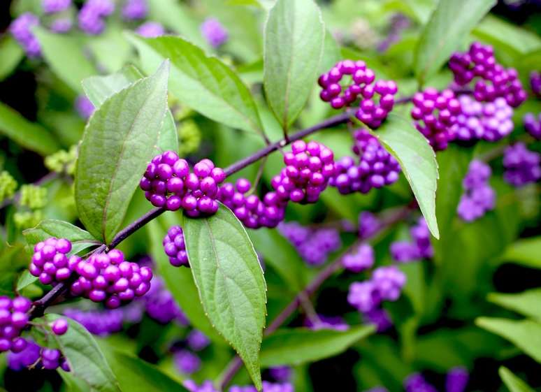 Callicarpa Planting Pruning And Care Callicarpa The Candy Tree