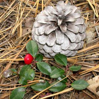 Gaultheria procumbens seedling with pine cone.