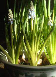 Grape hyacinths grown in a pot pictured in low light.