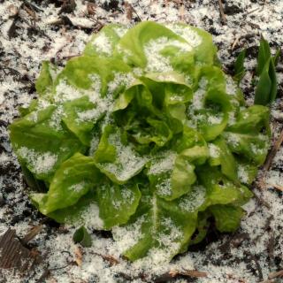 Snow on a head of lettuce shows this vegetable can be grown even in winter.