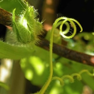 Close-up of a red kuri tendril ready to wrap around a twig, with bud.