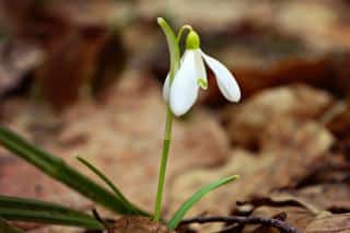 Single white snowdrop flowering on a leaf-covered forest floor.