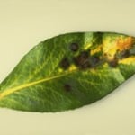 Strawberry tree (Arbutus unedo) leaf infected by black spot disease (leaf spot fungus)
