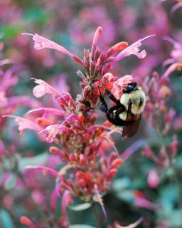 A bumblebee pollinating an agastache flower.