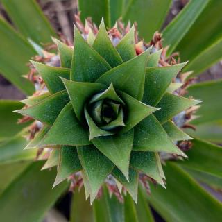 Ananas comosus seen from above, wonderfully graphic.