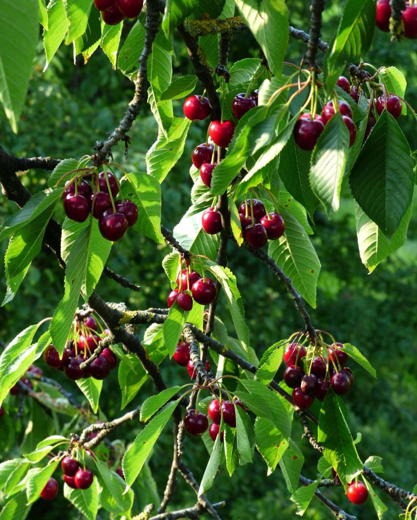 10 CUTTING cherry tree bigarreau dor scions sticks stark gold tromp Prunus avium
