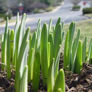 Compost as mulch protecting sprouting spring bulbs