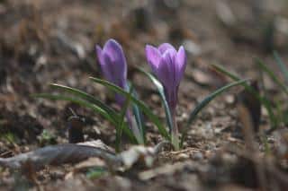 Thin, weak-seeming crocus nonetheless first among peers to spring through thick mulch.