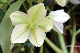Hellebore flower, white with a light shade of green.