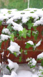 Ivy leaves stay green under snow on a brick wall.