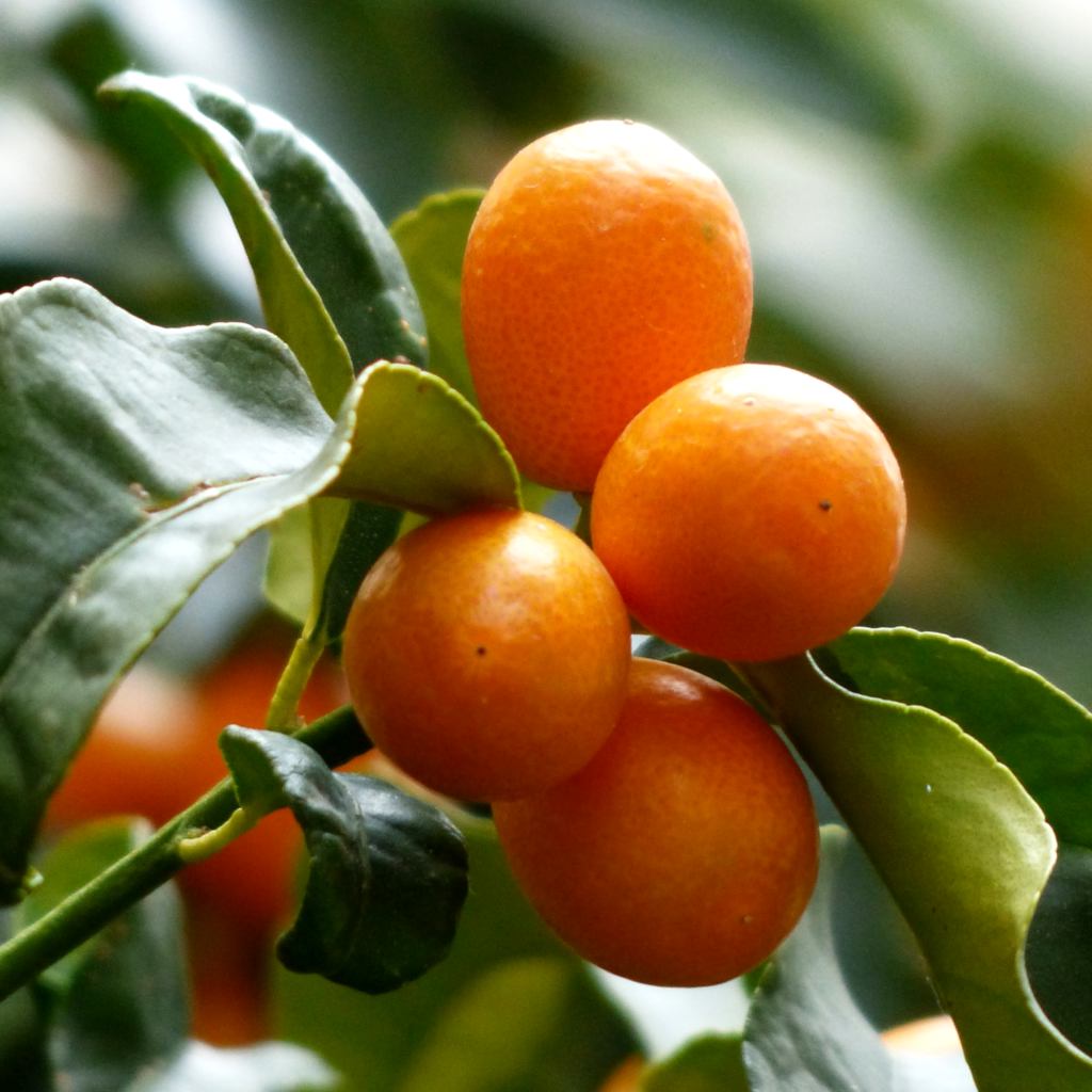 Kumquat - care, repotting, watering, & how to deal with ...