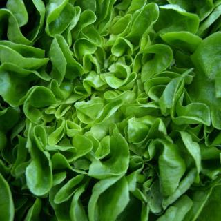 A healthy head of lettuce.