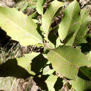 Leaves of the tree lomatia
