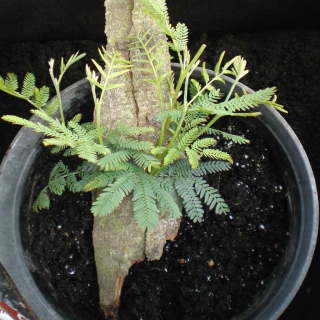 Mimosa tree propagated from bark in a pot with soil mix.
