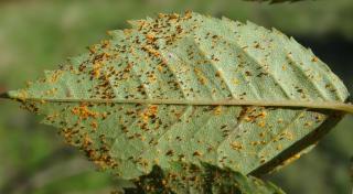 The underside of a rose tree leaf infected with rust shows small puffs of hairy orange-colored spots.