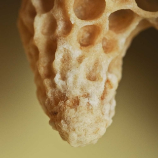 Queen bee cell fed with royal jelly.