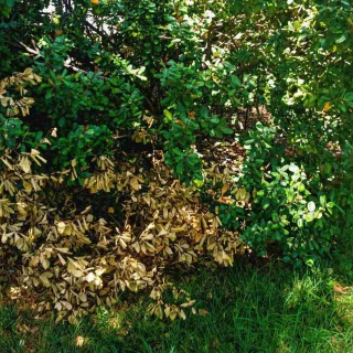 Lower branches dying and dropping off during the growth phase of an otherwise healthy silverberry shrub.