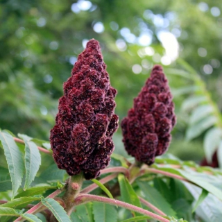 Two deep violet red staghorn sumac fruit panicles with a background of green leaves.