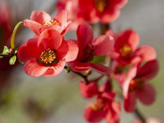 Red-blooming ornamental quince branch.