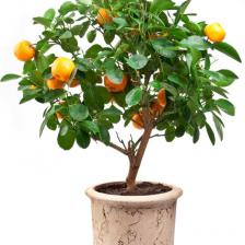 Potted orange tree, ideal for a terrace