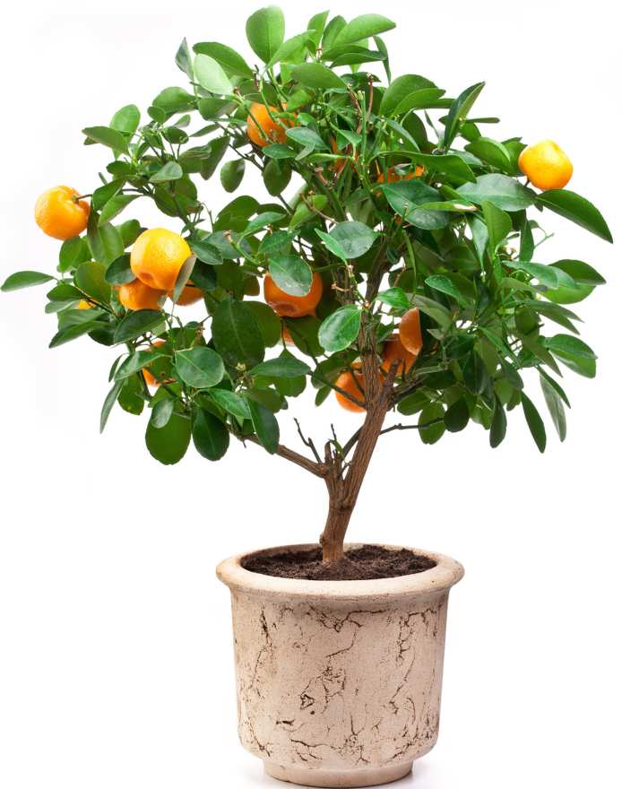 Potted orange tree care