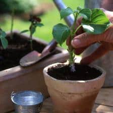 Techniques to prepare hydrangea cuttings