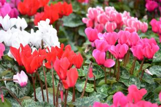 Caring for cyclamen is easy when they're outdoors as ground cover.