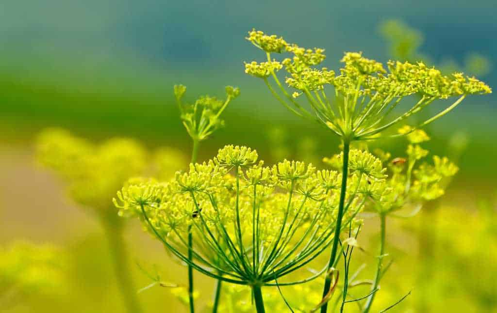 Flowers of fennel, yellow with bright green stems.