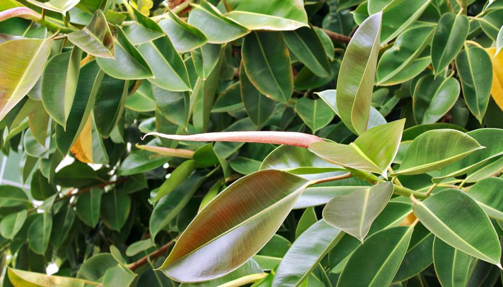 Young leaves of a ficus elastica plant