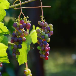 Ripening grapes on a grapevine with green and dark pink grapes.