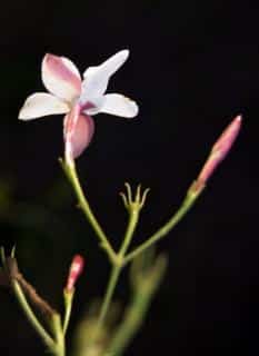 Beautiful pink jasmine flower close-up