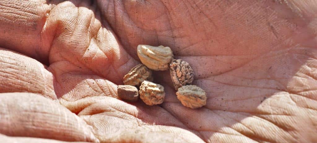 A few nasturtium seeds in the hand of a gardener.