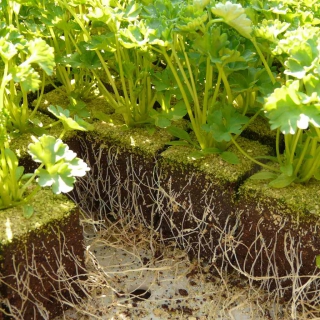 Parsley seedlings show the spread of roots to leaves to demonstrate how losing roots induces transplant shock.