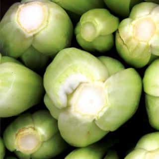 Stalk celery is harvested from the crown upwards.
