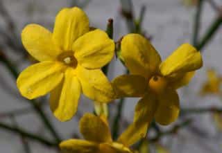 Two yellow winter jasmine flowers to care for.