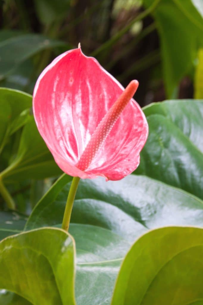  Anthurium  get nice blooms from this luscious generous 
