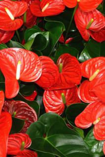 A prolific bunch of red anthurium.